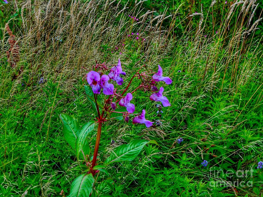 Wild Orchid on Birkdale Common Photograph by Joan-Violet Stretch