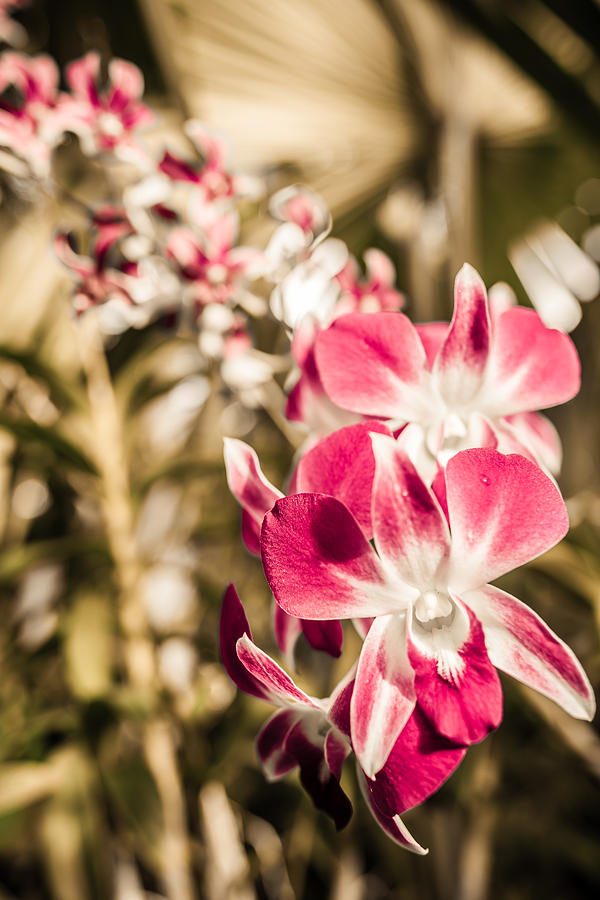 Wild Orchids by Daniel Marcion Wild Orchids by Daniel Marcion