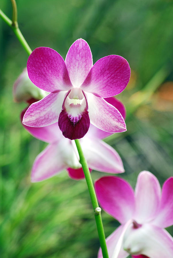 Orchid Photograph - Wild Orchids by Michael Peychich