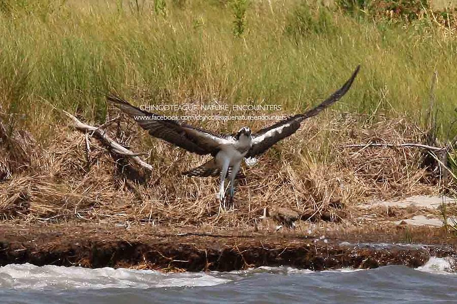 Wild Osprey Photograph by Captain Debbie Ritter