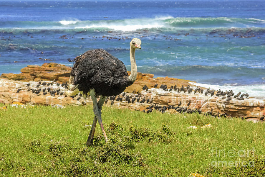 Wild Ostrich Atlantic Coast Photograph by Benny Marty