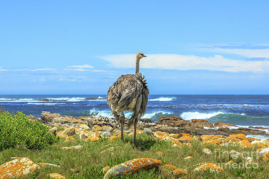 Wild Ostrich Cape Peninsula Photograph by Benny Marty