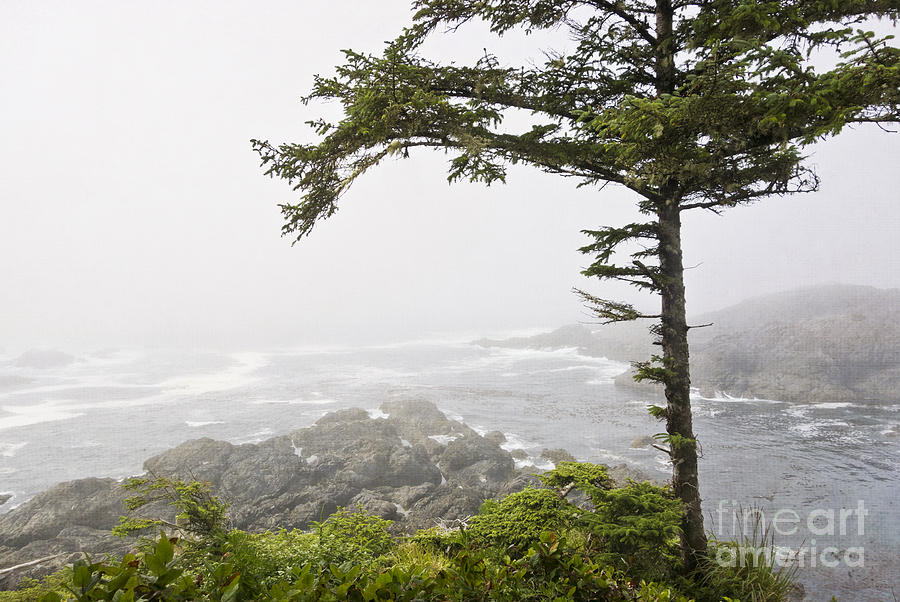 In the Fog on the Wild Pacific Trail Photograph by Maria Janicki