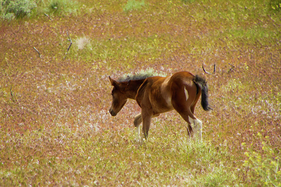 Wild Paint Foal in the Springtime. Photograph by Waterdancer