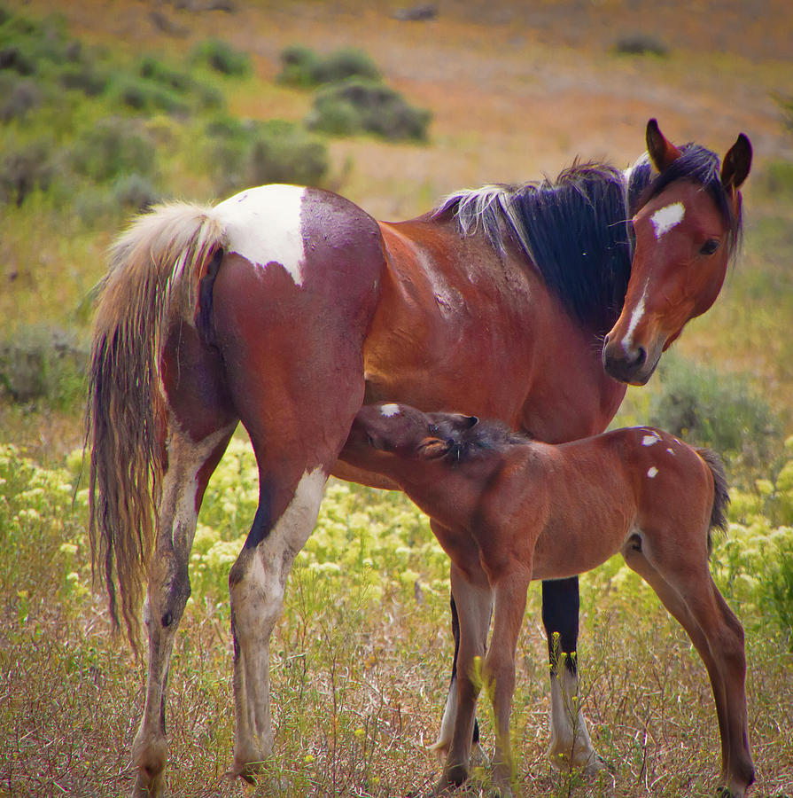 Wild Paint  Mare and Foal Photograph by Waterdancer