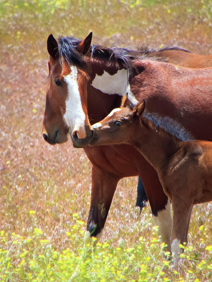 Wild Paint Mustang Mare and Foal Photograph by Waterdancer