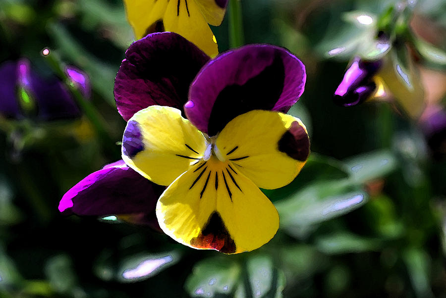 Wild Pansy Photograph by Don Wright