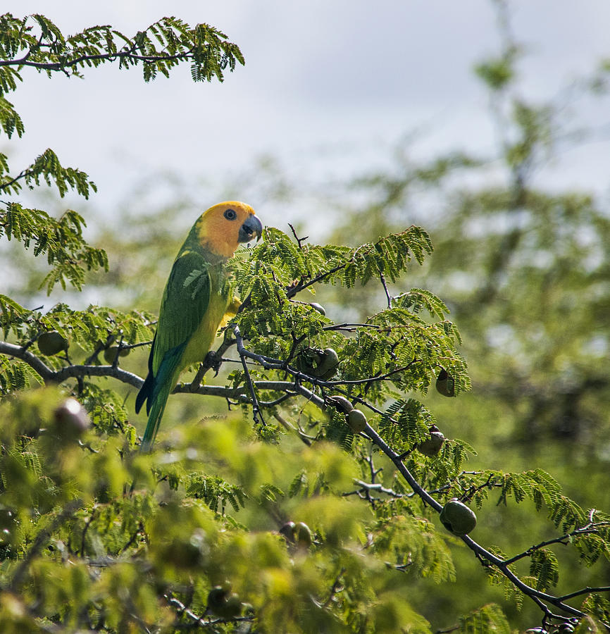 Parrot Photograph - Wild Parrot by Alida Thorpe