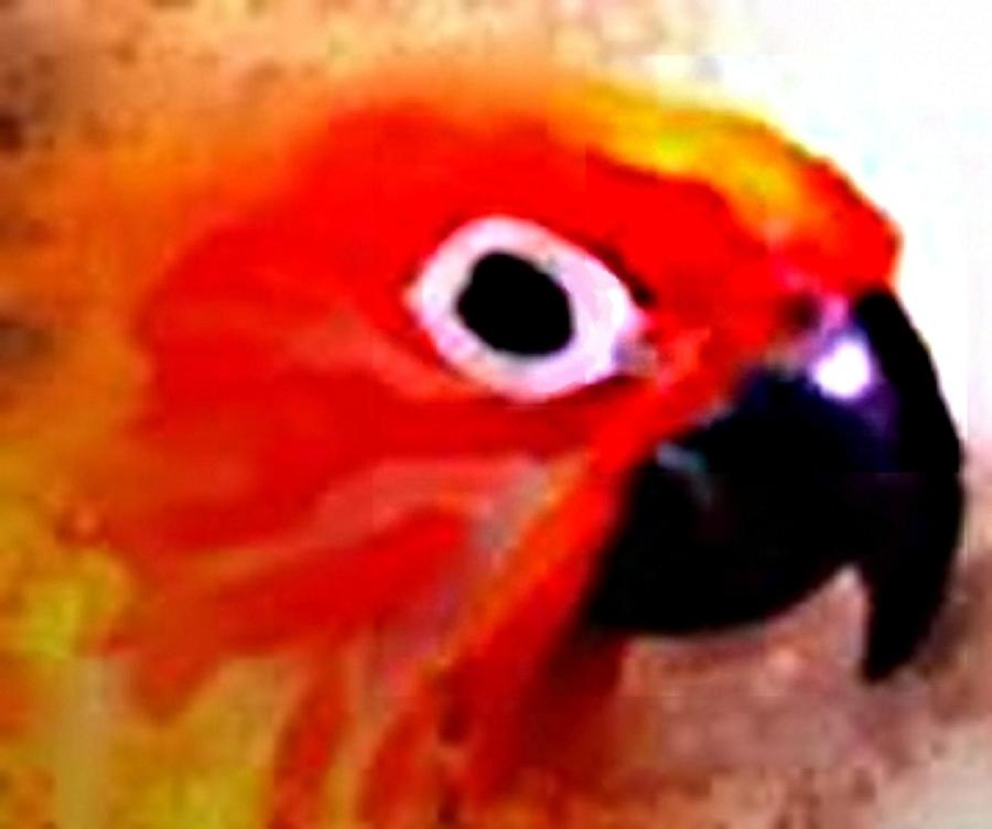 Parrot Digital Art - Wild Parrot by Crystal Webb Parrot Digital Art - Wild Parrot by Crystal Webb