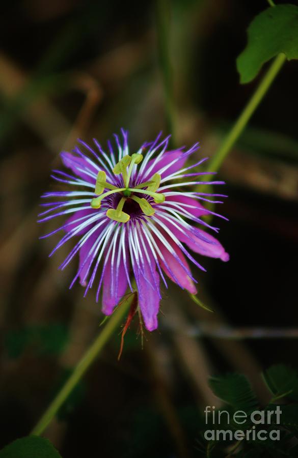 Wild Passion Flower Photograph by Craig Wood