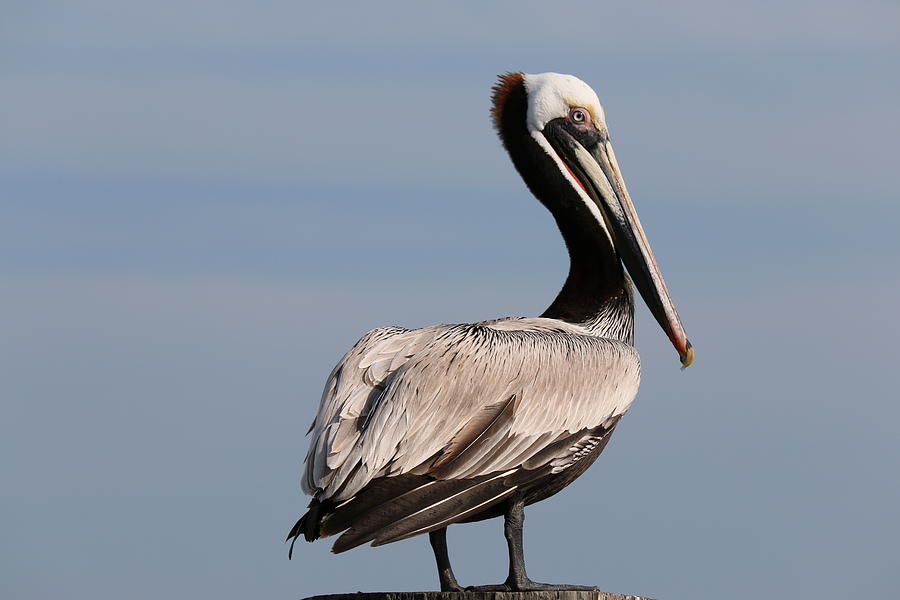 Wild Pelican - 2  Photograph by Christy Pooschke