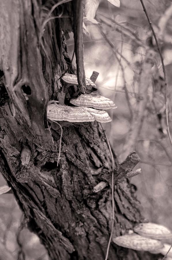 Wild Pennsylvania Mushrooms - Monochrome Photograph by Susan Maxwell Schmidt