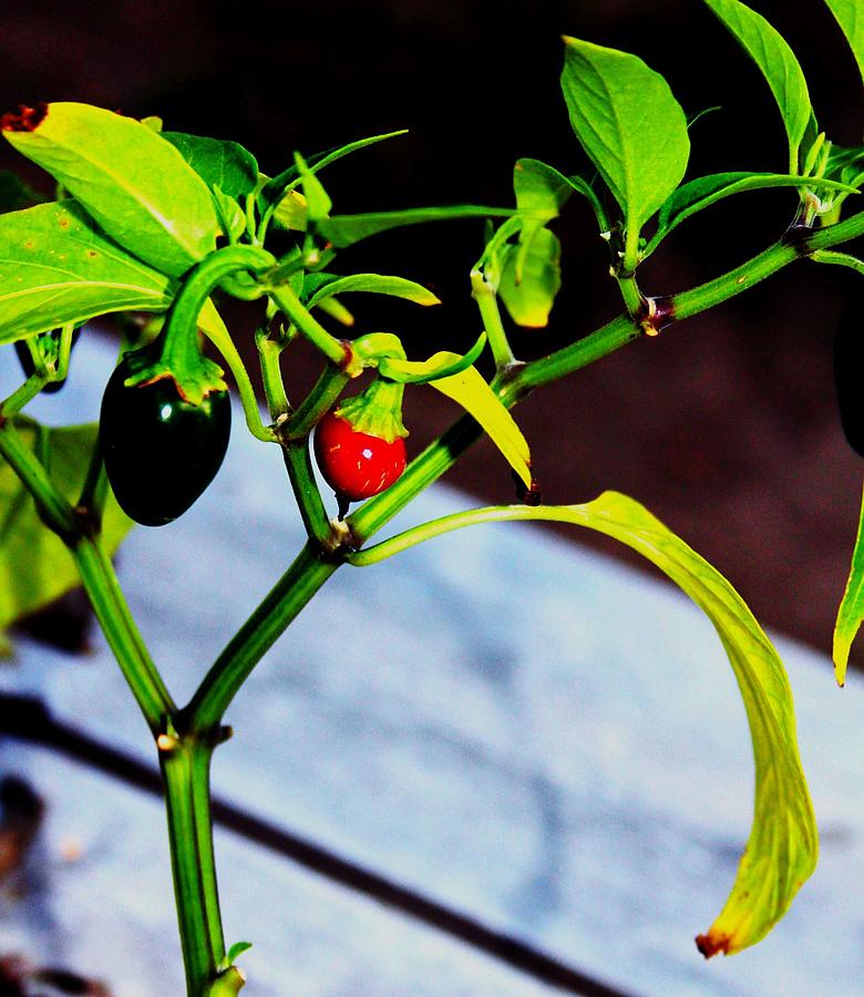 Wild Peppers Photograph