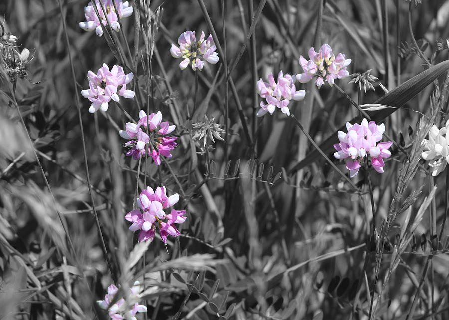 Wild Periwinkle Colored Crown Vetch Photograph by Colleen Cornelius