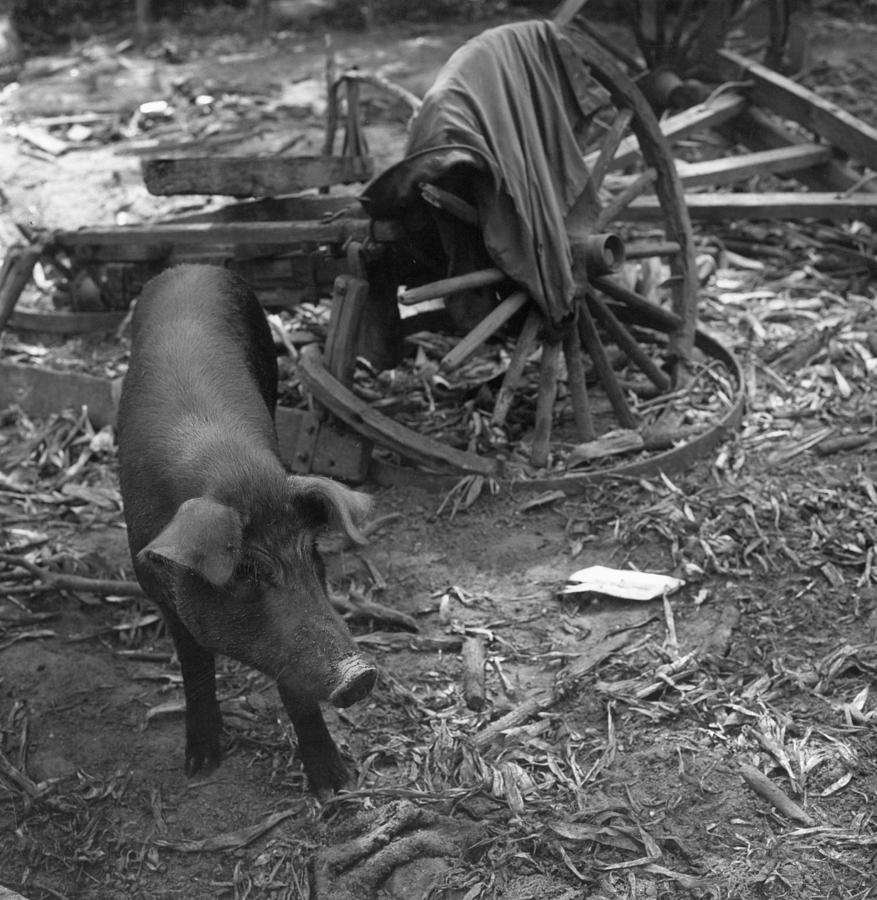 WILD PIG, c1950 Photograph by Granger