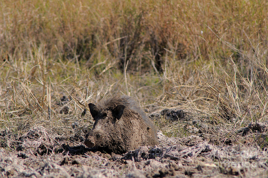 Wild Pig, Cambodia Photograph by Fletcher & Baylis