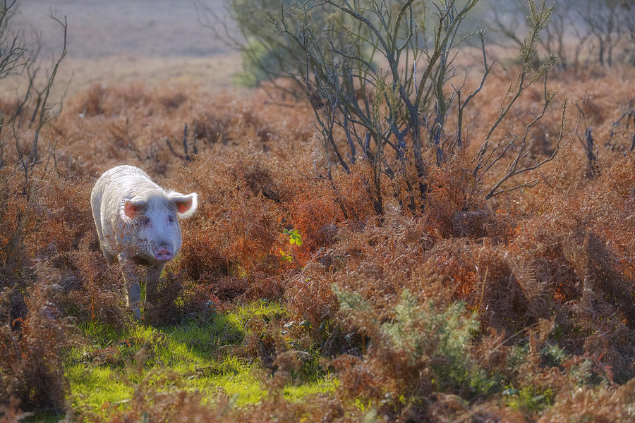 Fall Photograph - Wild pig in the New Forest - England by Joana Kruse