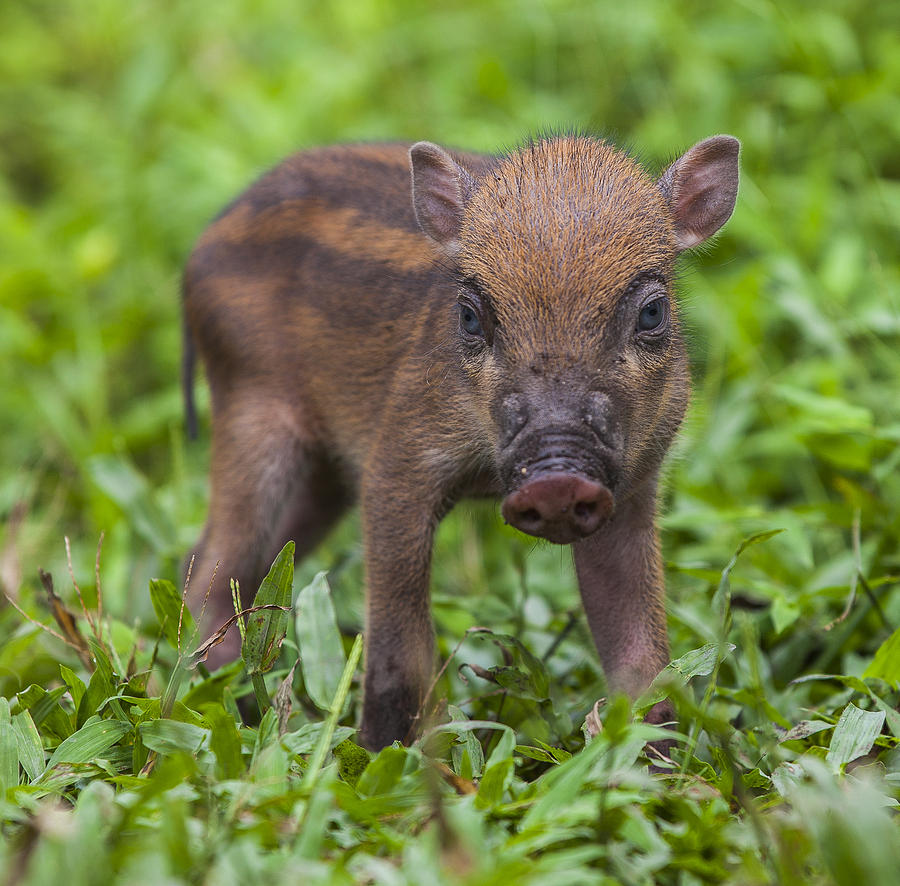 Wild Piglet  Photograph by Katrina Martlew