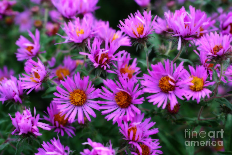 Wild Pink Asters Photograph by Smilin Eyes Treasures