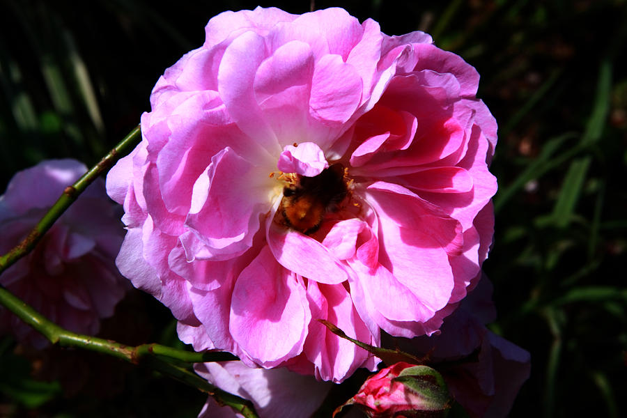 Wild Pink Rose Photograph by Aidan Moran
