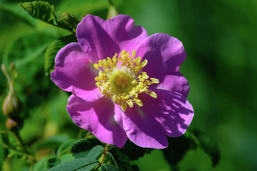 Wild Pink Rose Photograph by Tikvahs Hope