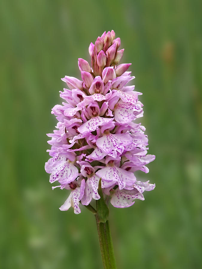 Wild Pink Spotted Orchid Photograph By Gill Billington Pixels