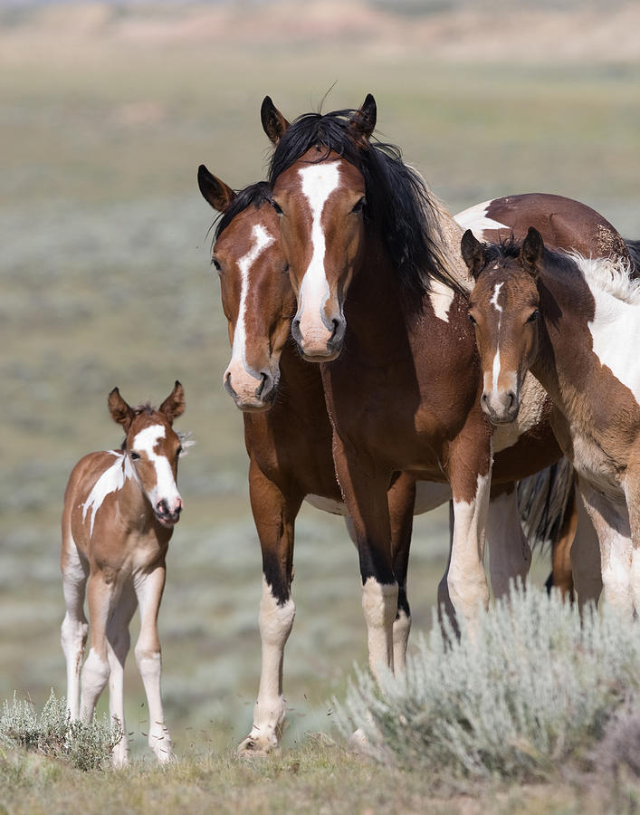 Wild Pinto Family Photograph by Carol Walker