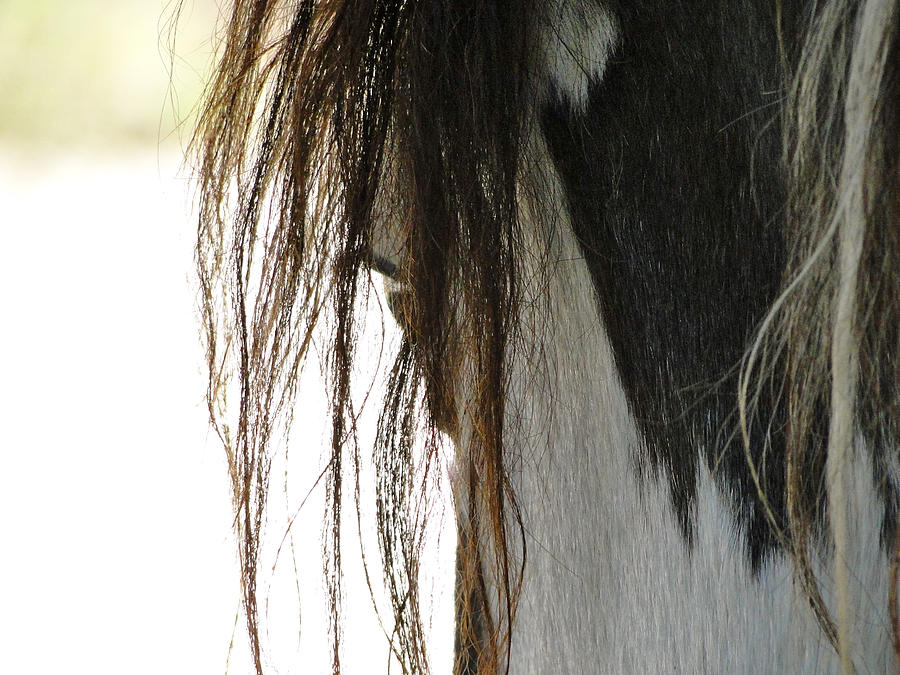 Horse Photograph - Wild Pinto Mustang by Liz Vernand