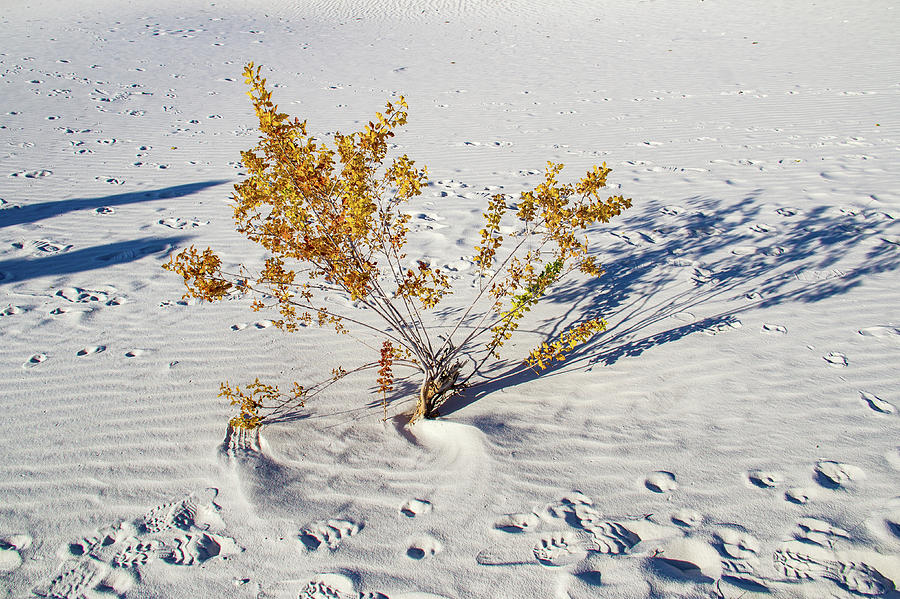 Wild Plant in White Sands Photograph by Roslyn Wilkins