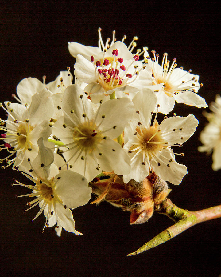 Wild Plum Blooms at Sunset 5529.02 Photograph by M K Miller