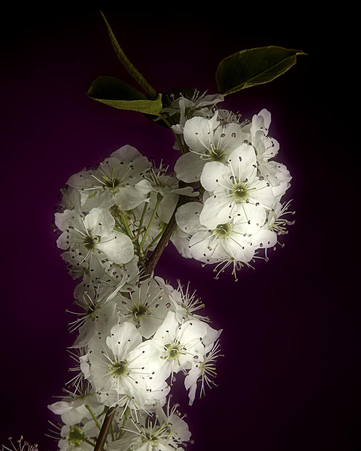 Mac Miller Photograph - Wild Plum Blooms by M K Miller