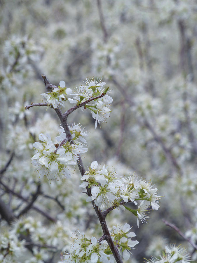 Wild Plum Thicket Photograph by Cris Fulton