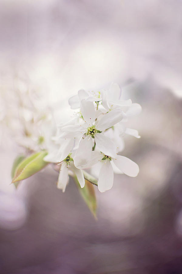 Wild Plum Tree Blossom Photograph by Gwen Gibson