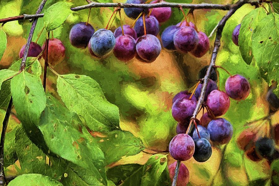 Wild Plums Photograph - Wild Plums by JC Findley