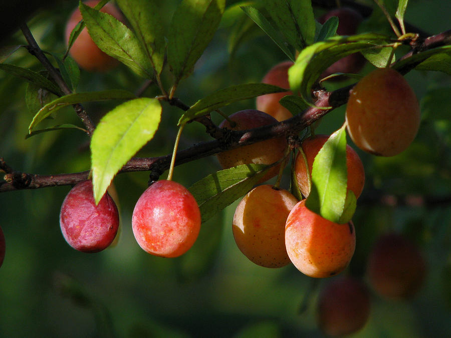 Wild Plums Photograph by Peggy Urban