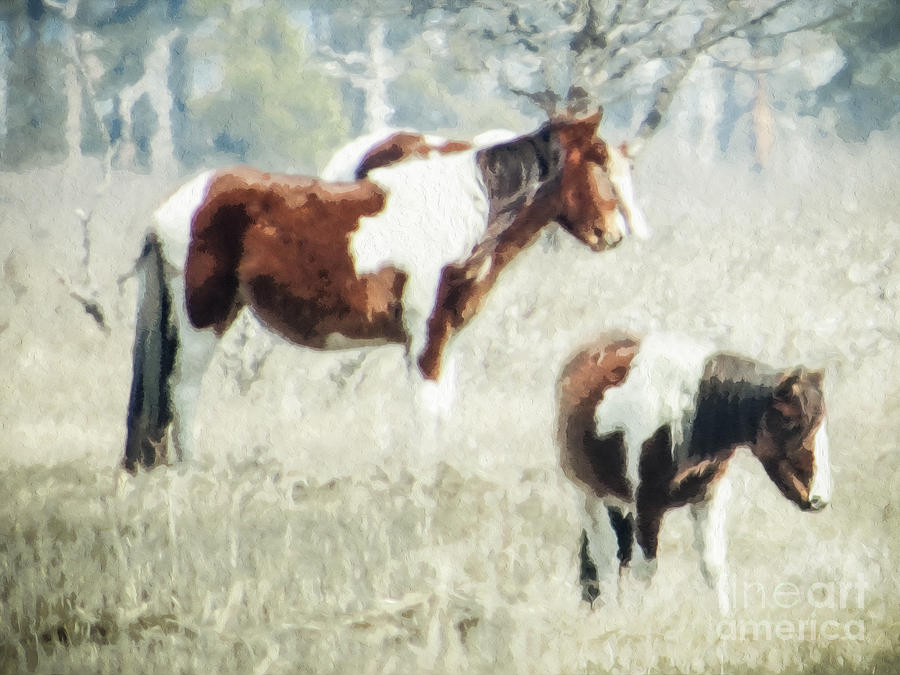 Wild Ponies Photograph by Dawn Gari