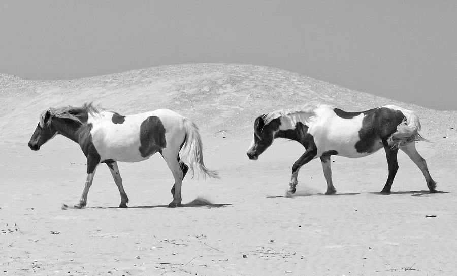 Wild Ponies in Black and White Photograph by Scott Miller