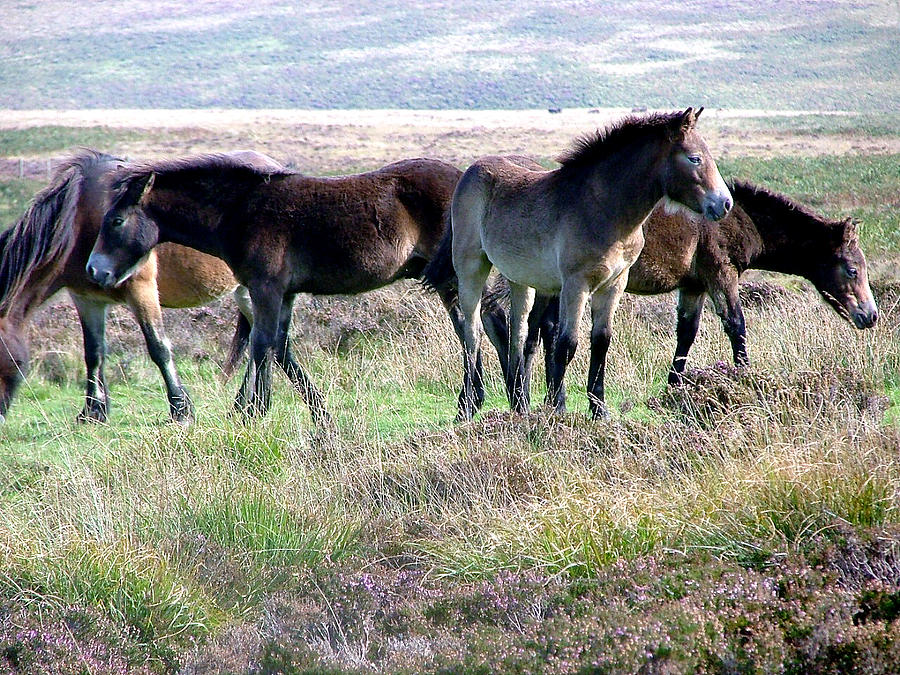 Wild Ponies of Cornwall Photograph by Mindy Newman