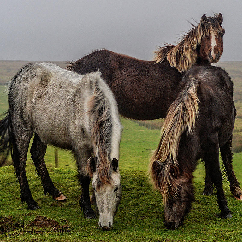 Wild ponies on the preseli mountains Pembrokeshire Photograph by Andrew ...