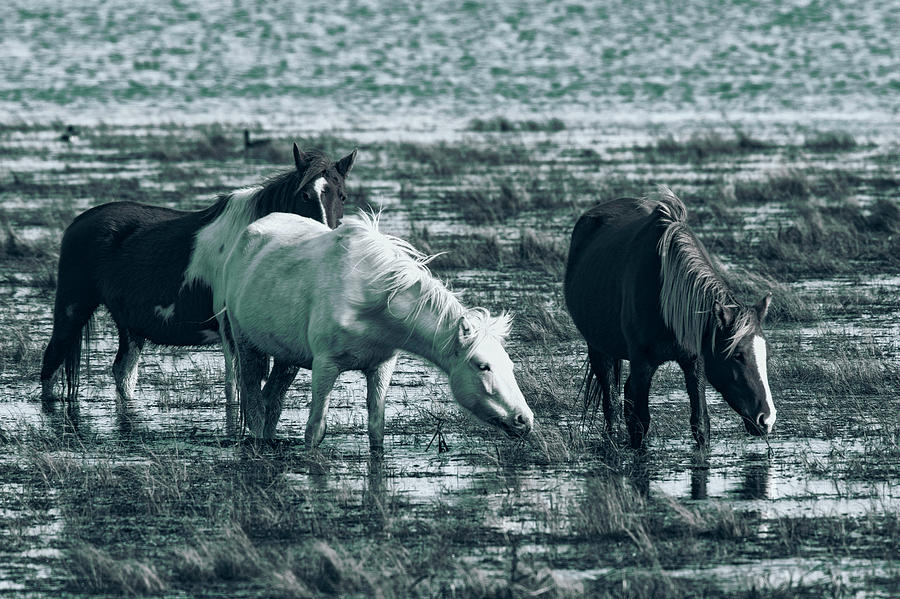 Landscape Photograph - Wild Ponies by Pete Federico Landscape Photograph - Wild Ponies by Pete Federico