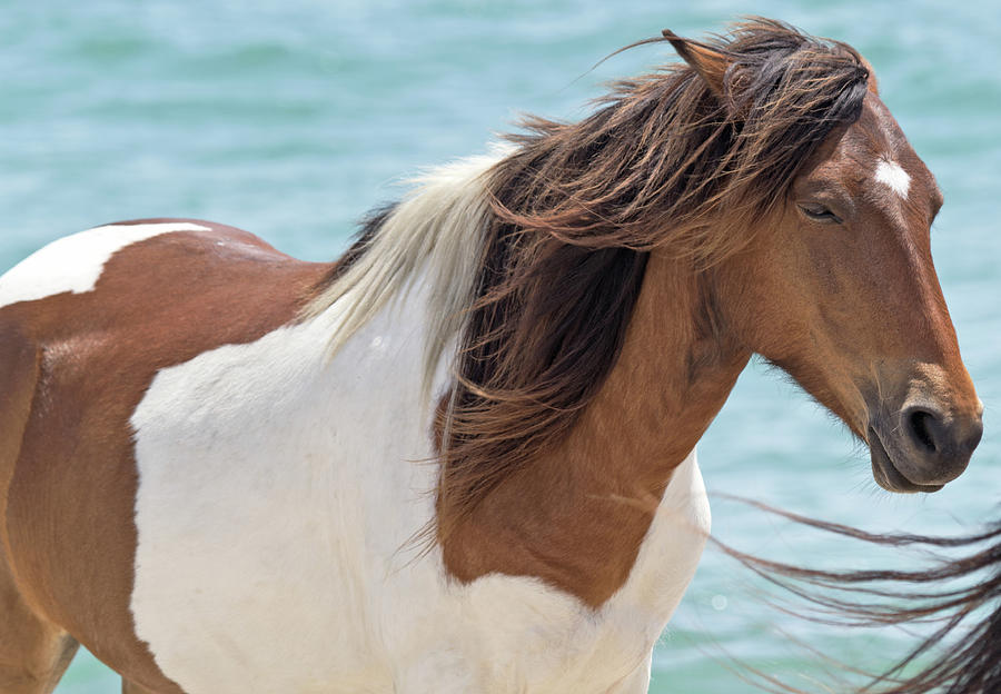 Wild Pony Enjoys the Ocean Breeze Photograph by Scott Miller