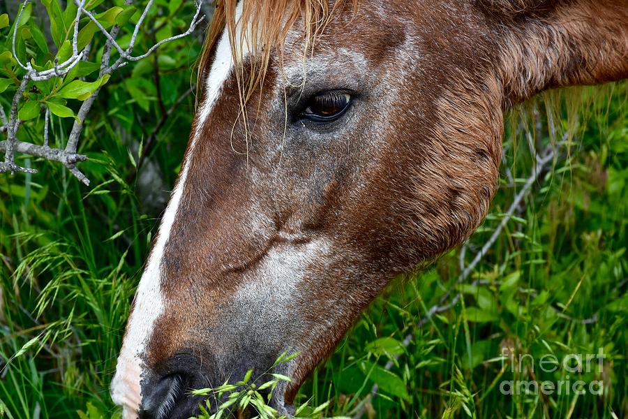 Wild Pony Photograph