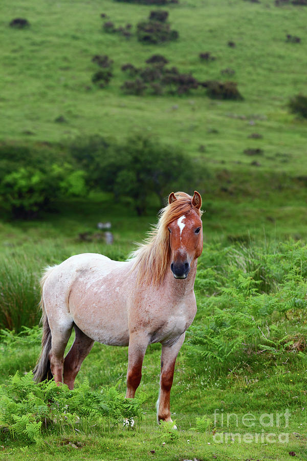 Wild Pony on Bodmin Moor Cornwall Photograph by James Brunker