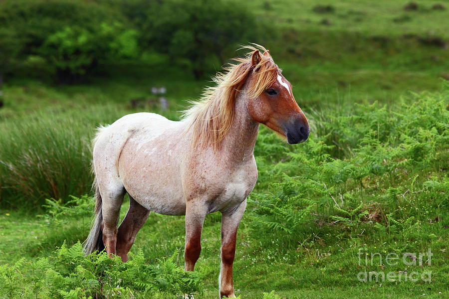 Wild Pony on Bodmin Moor Photograph by James Brunker