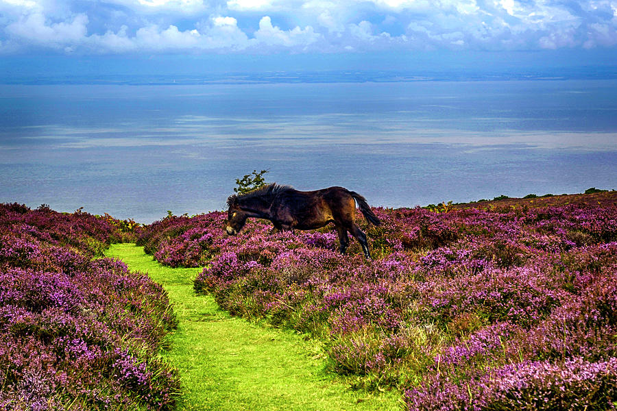 Wild Pony on Exmoor, UK Photograph by Chris Smith