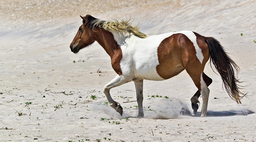Wild Pony Running on the Beach Photograph by Scott Miller