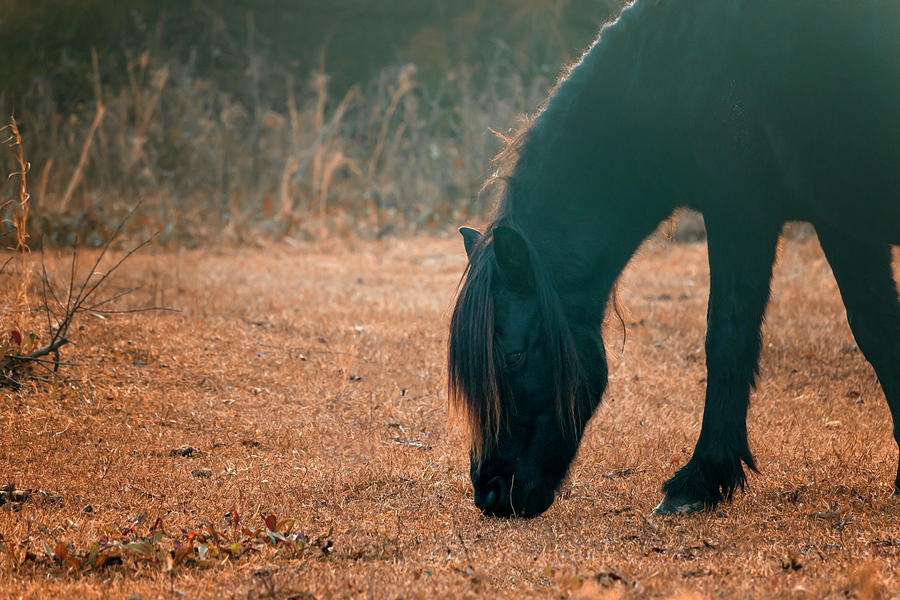 Wild Pony Photograph by Travis Rogers