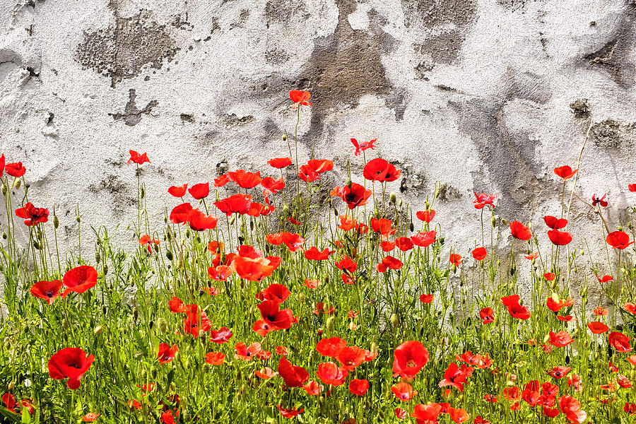 Wild poppies Photograph by Fabrizio Troiani