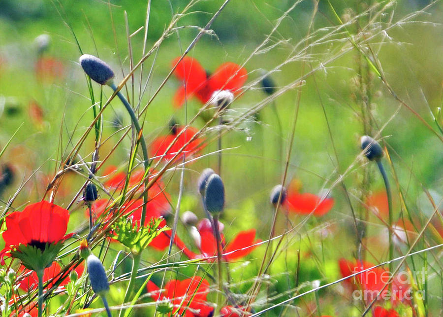 Wild Poppies  Photograph by Lydia Holly