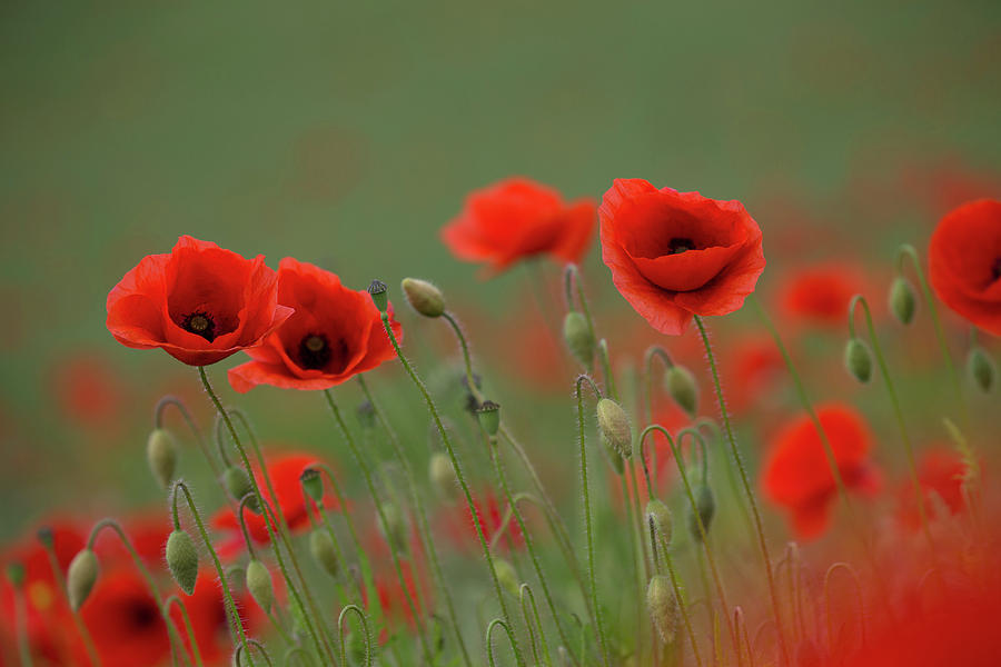 Wild Poppies Photograph by Pete Walkden